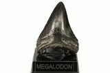 Bargain, Fossil Megalodon Tooth - Georgia #80063-1